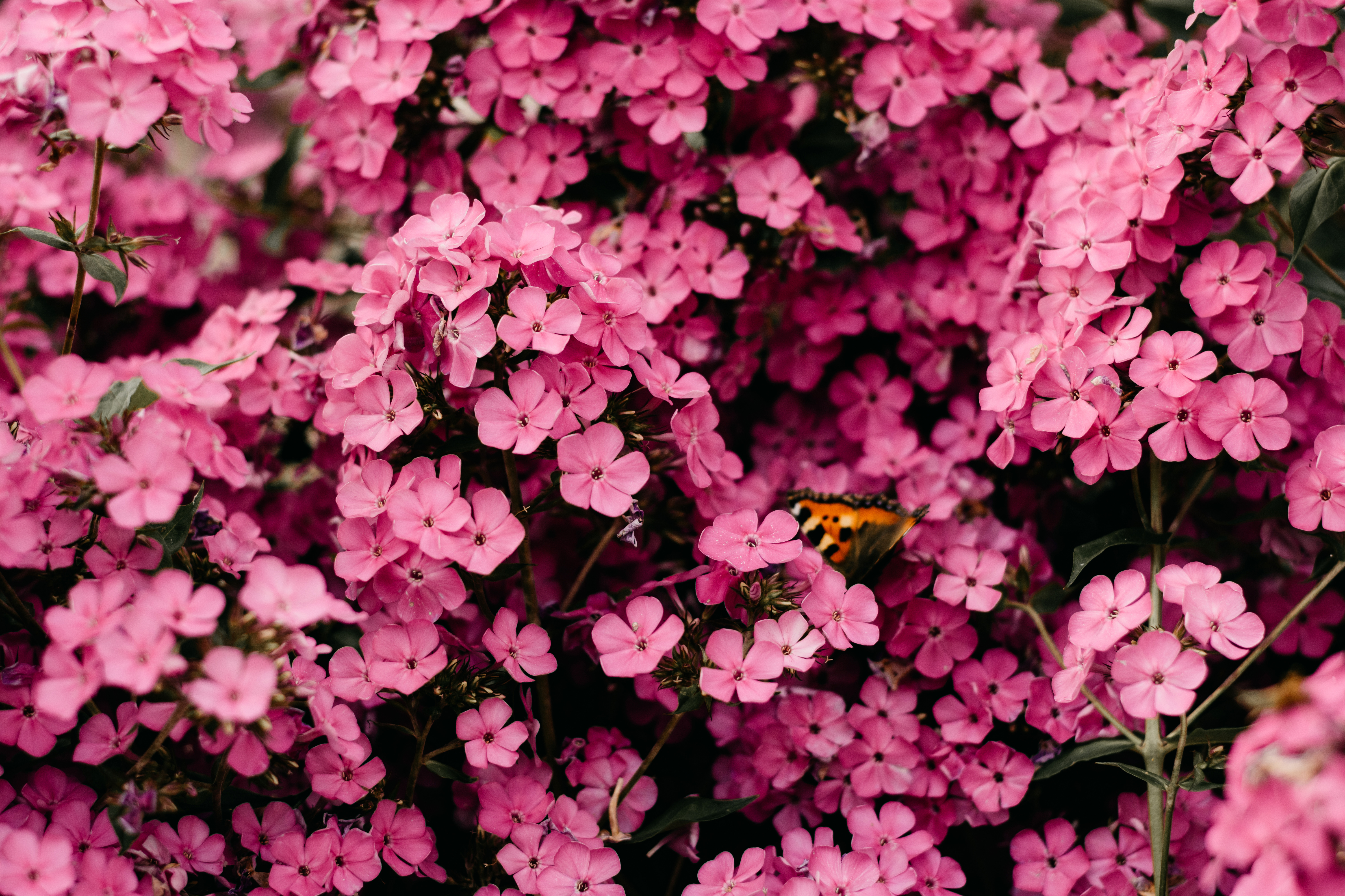 Rosa Blumen, Nahaufnahme, Floraler Hintergrund, Blüte, Blühen, Frühling, Lebendig, 5K