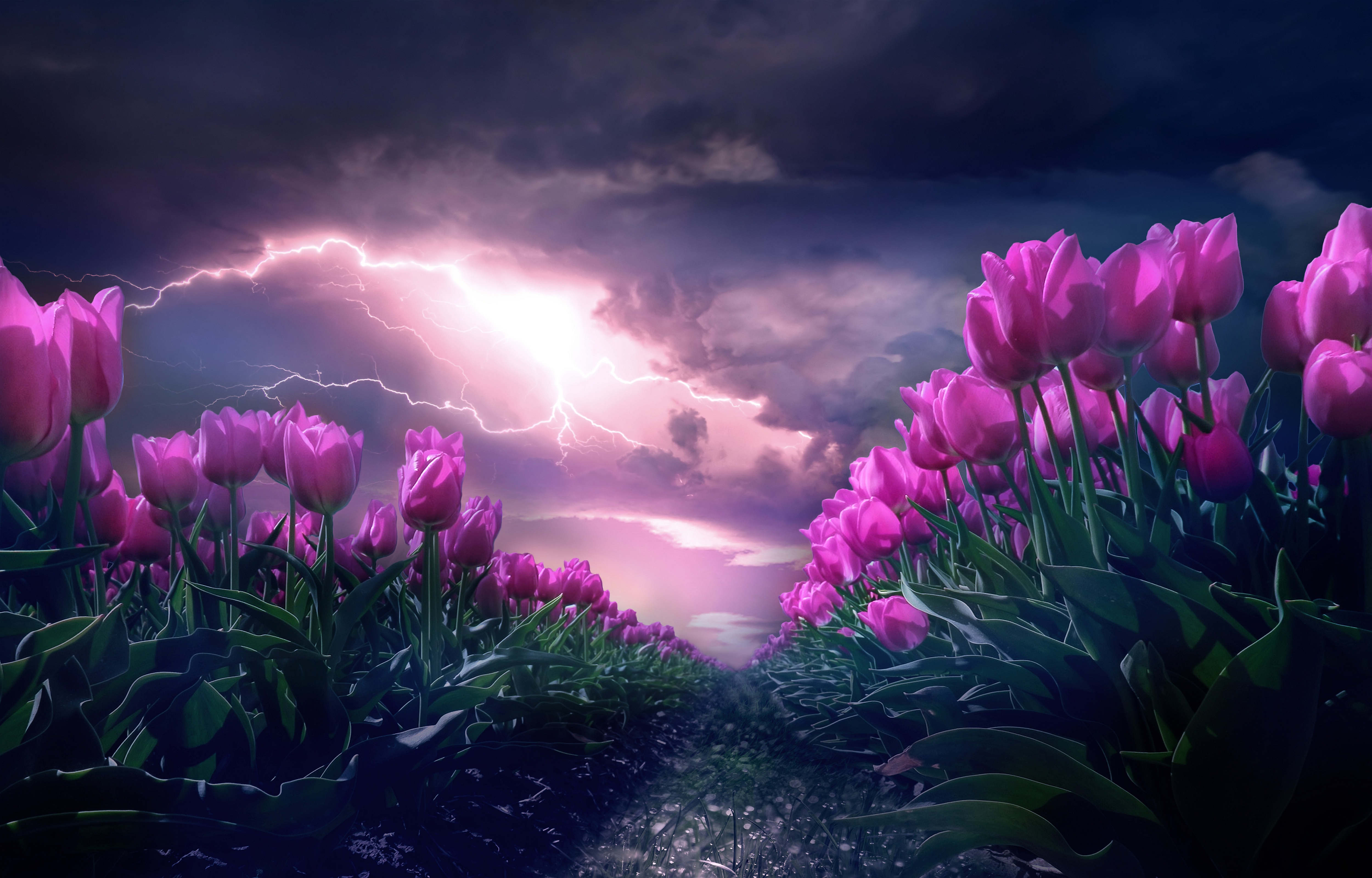 Rosa Blumen, Weg, Gewitter, Dunkler Himmel, 5K, Blitz