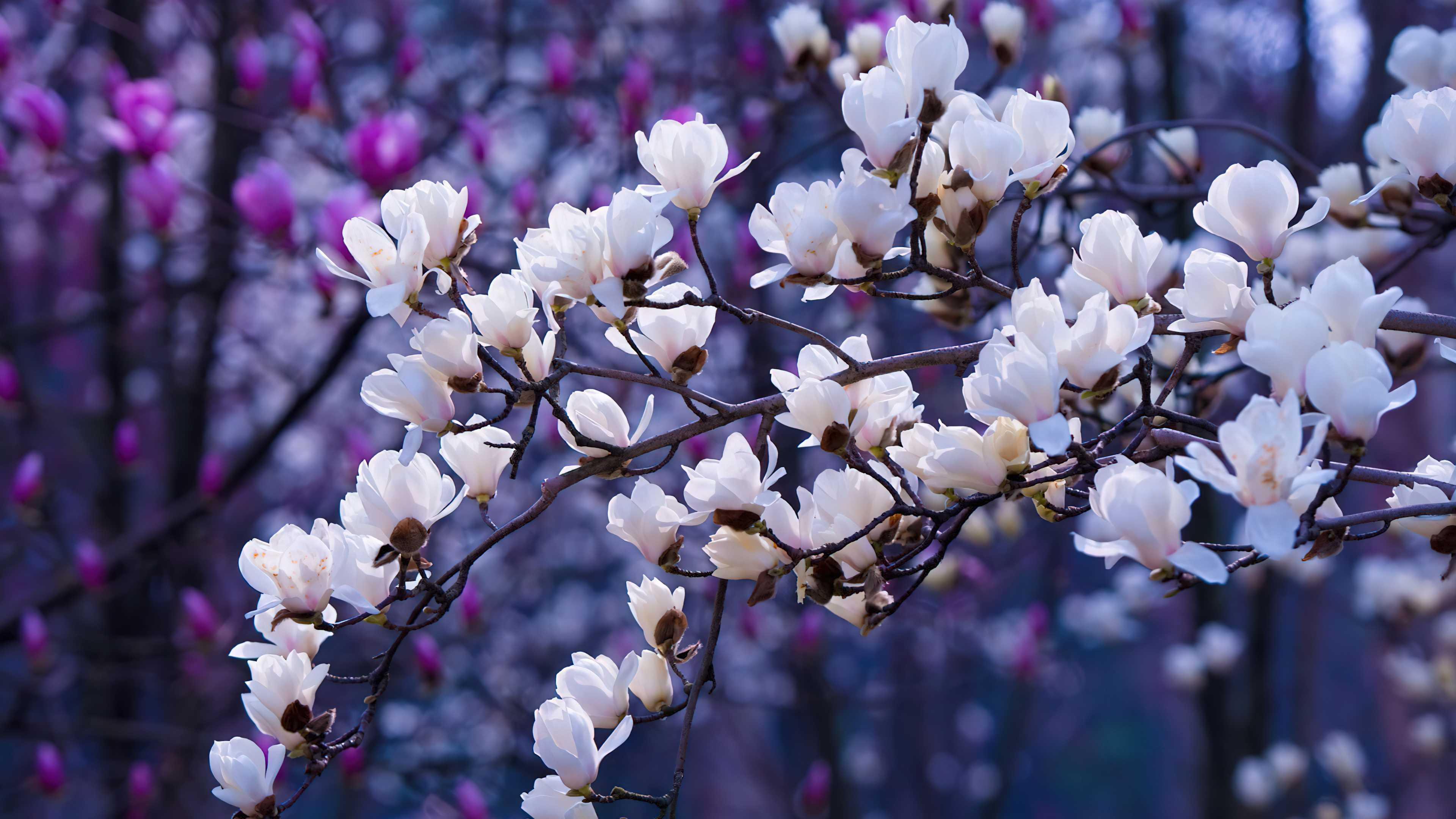 Sakura, Ästhetik, Magnolienblüten