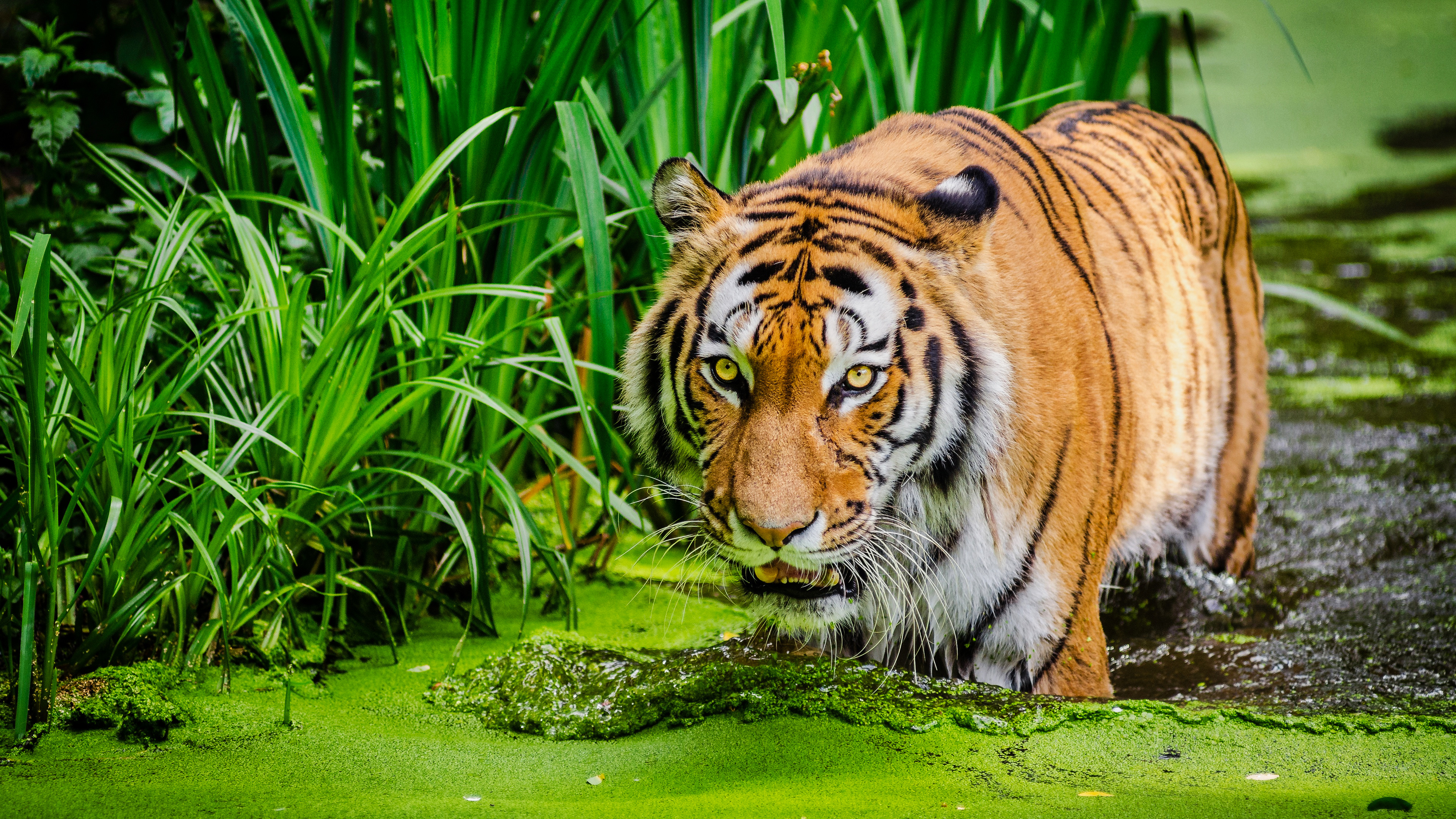 Sibirischer Tiger, Teich, Großkatze, Grün