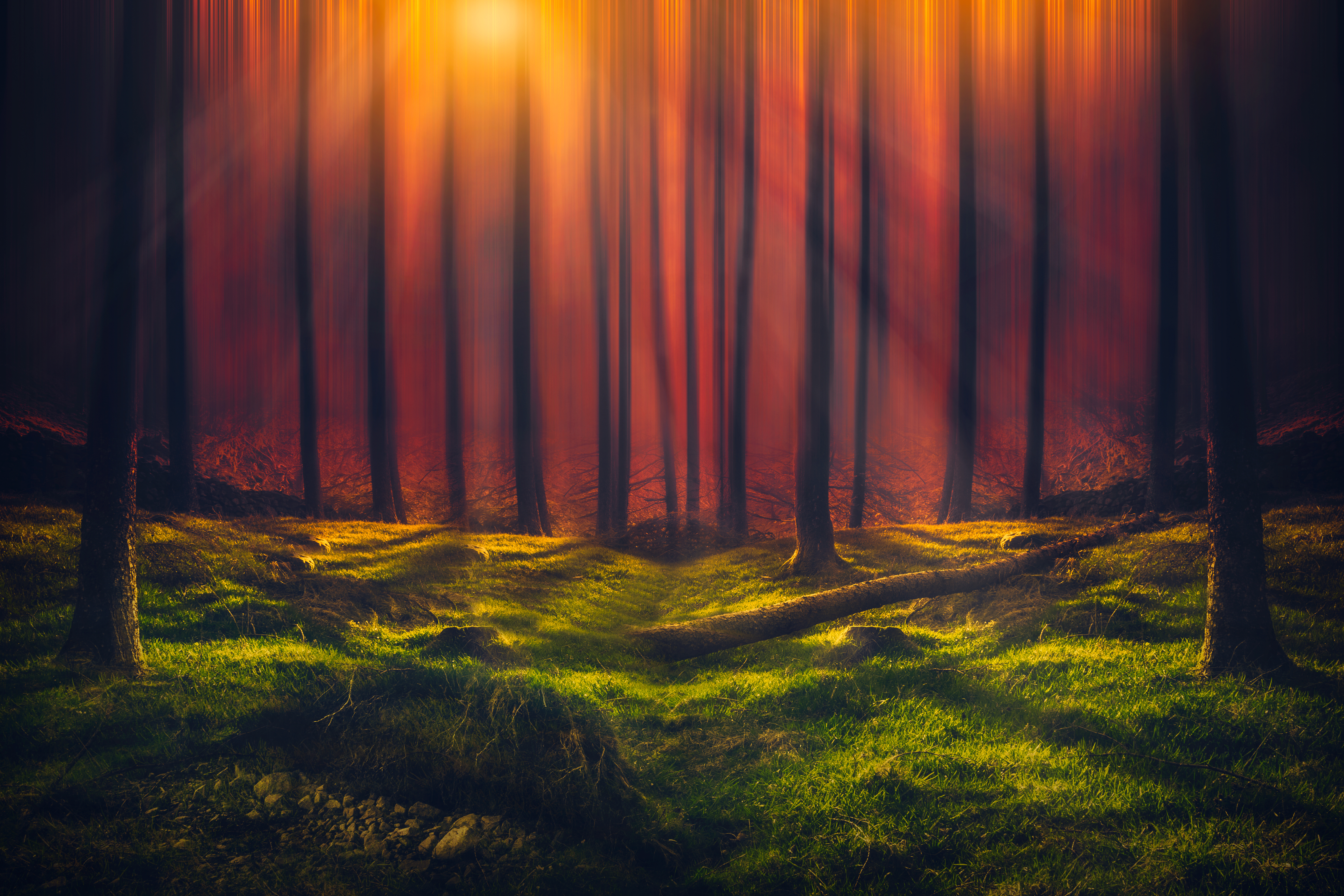 Sonnenstrahlen, Wald, Gras, Gehölz, hohe Bäume, sonnig, Orange, 5K