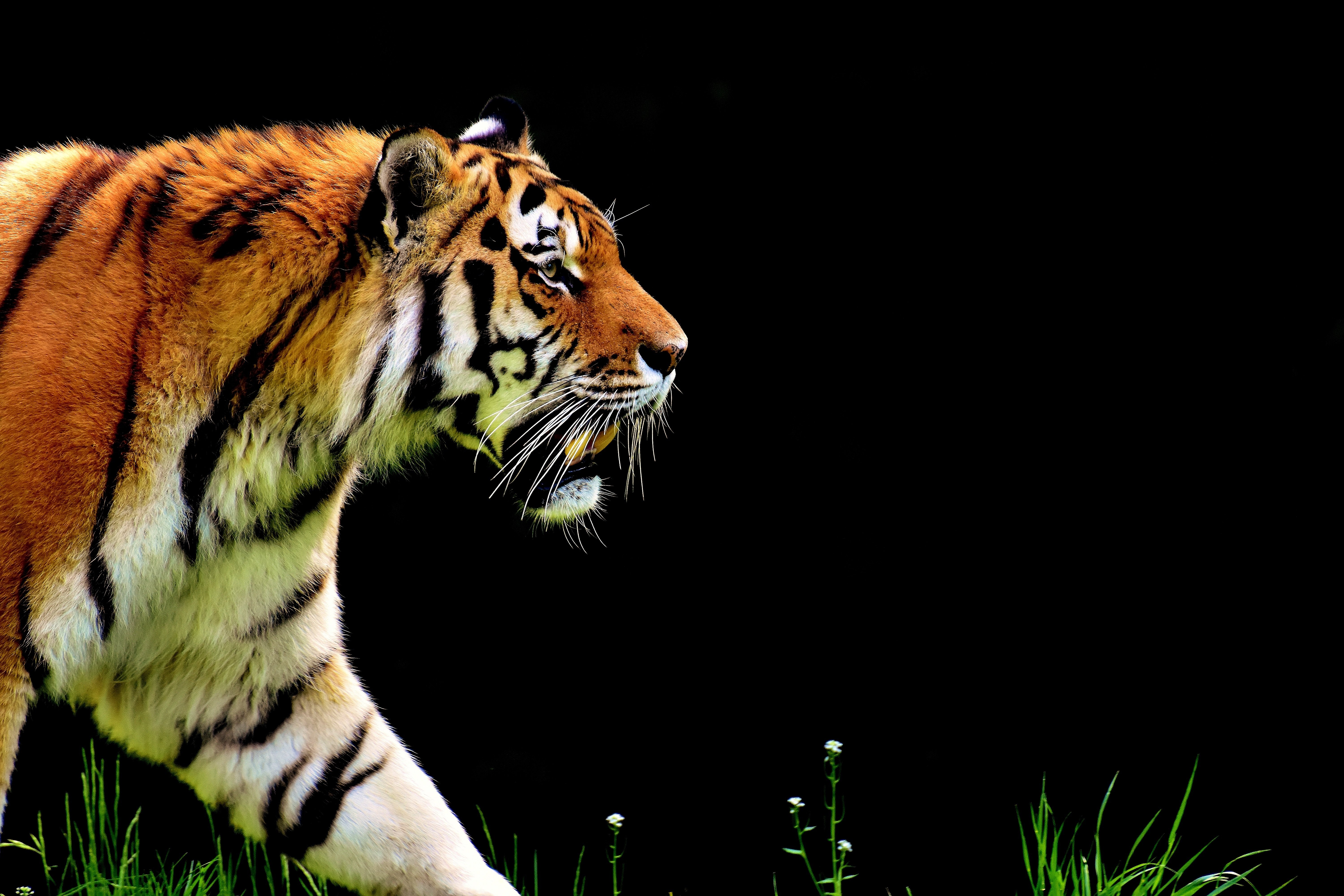 Tiger, AMOLED, Großkatze, Schwarzer Hintergrund, Fell, Raubtier, Fleischfresser, Katze, Wildtier, 5K