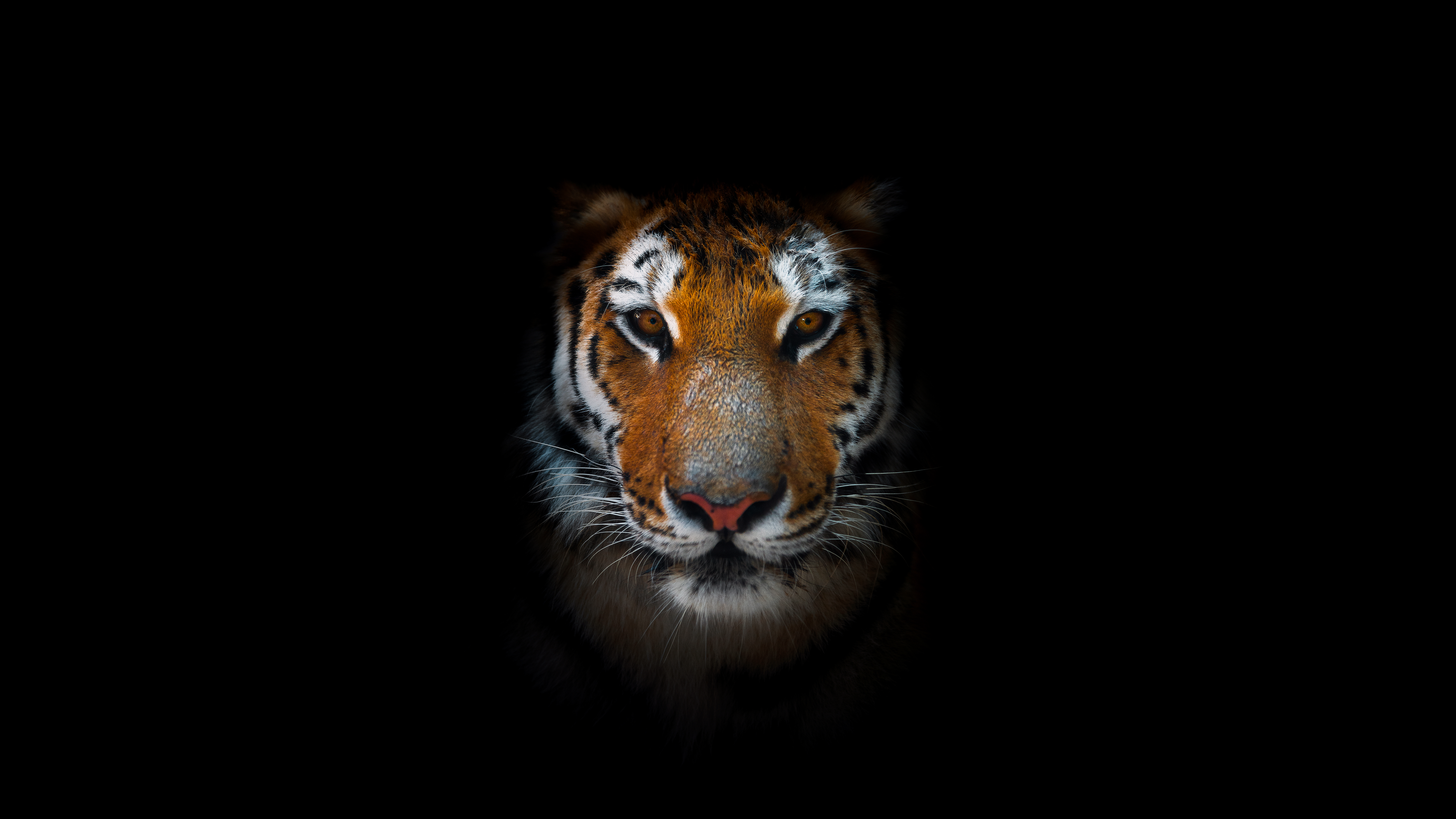 Tiger, AMOLED, Nahaufnahme, Raubtier, Schwarzer Hintergrund, 5K, 8K
