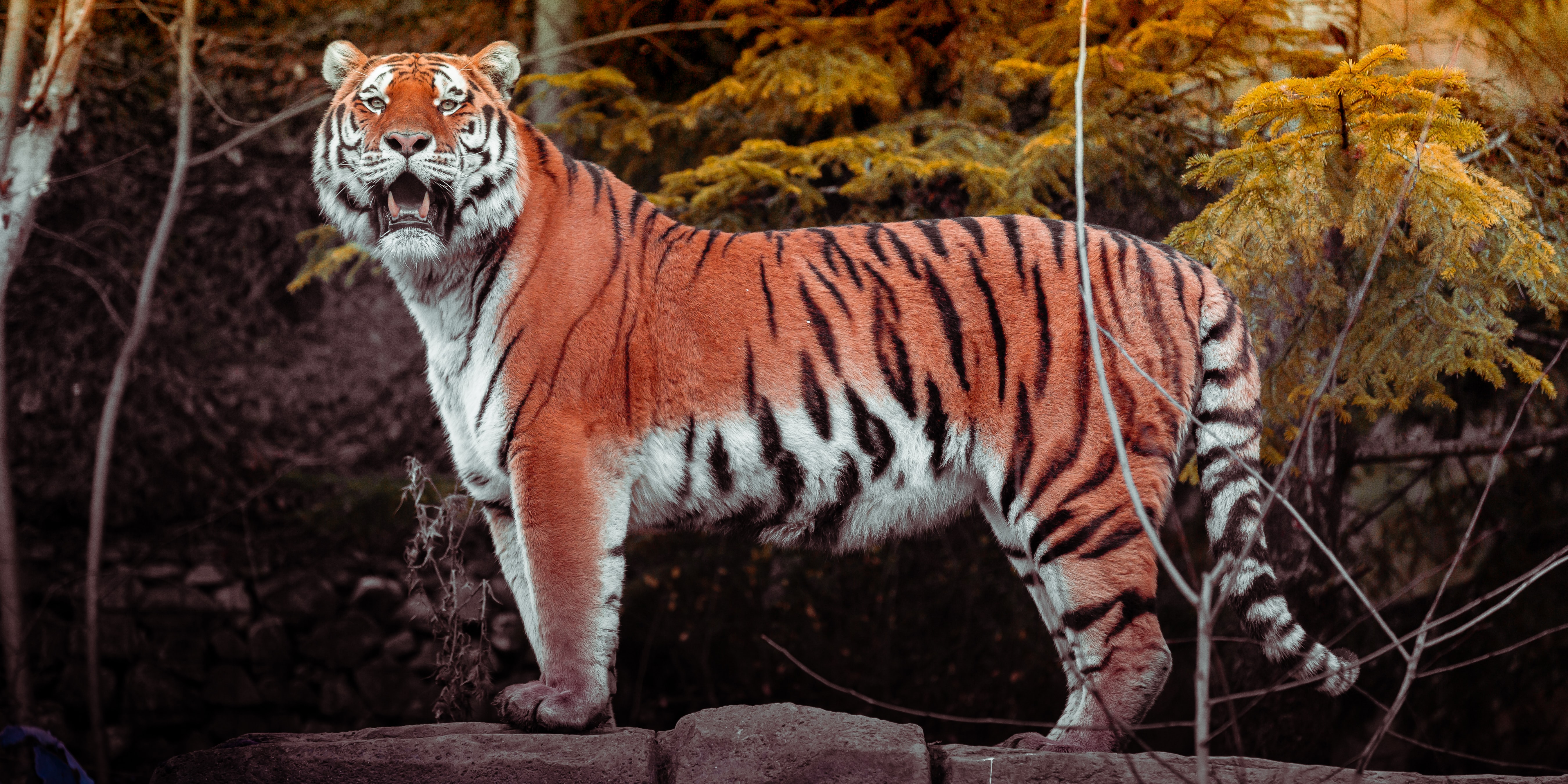 Tiger, Herbst, Großkatze, Tierwelt, Wald, Raubtier, Fleischfresser, laufend, Panorama, Zoo, 5K