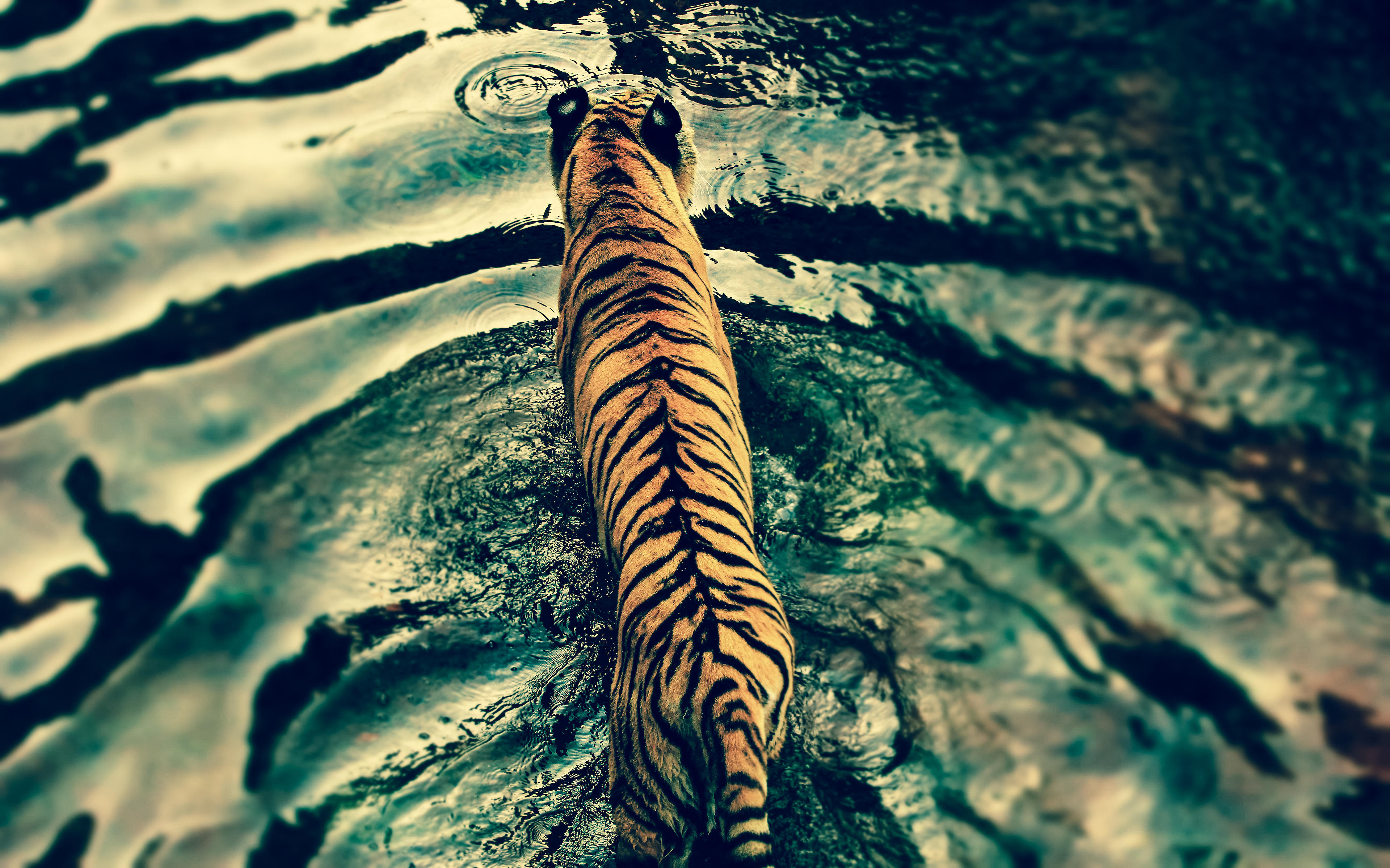 Tiger, Laufend, Draufsicht, Wasserkräuselungen, Textur, Großkatze, Raubtier, Fleischfresser