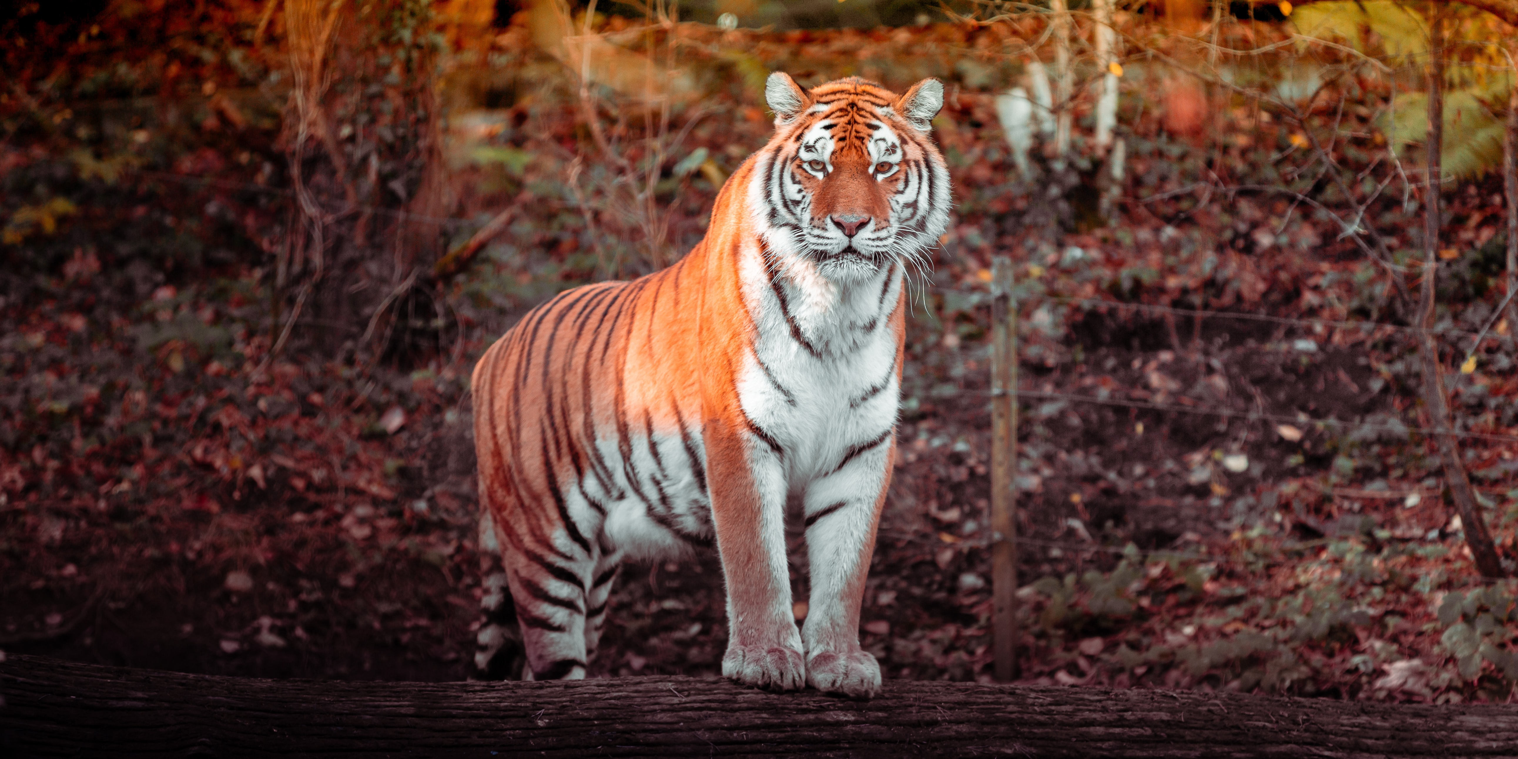 Tiger, Panorama, Großkatze, Fleischfresser, Raubtier, Wald, Zoo, Baumstämme, Tageszeit, Tierwelt, 5K, Ultrawide