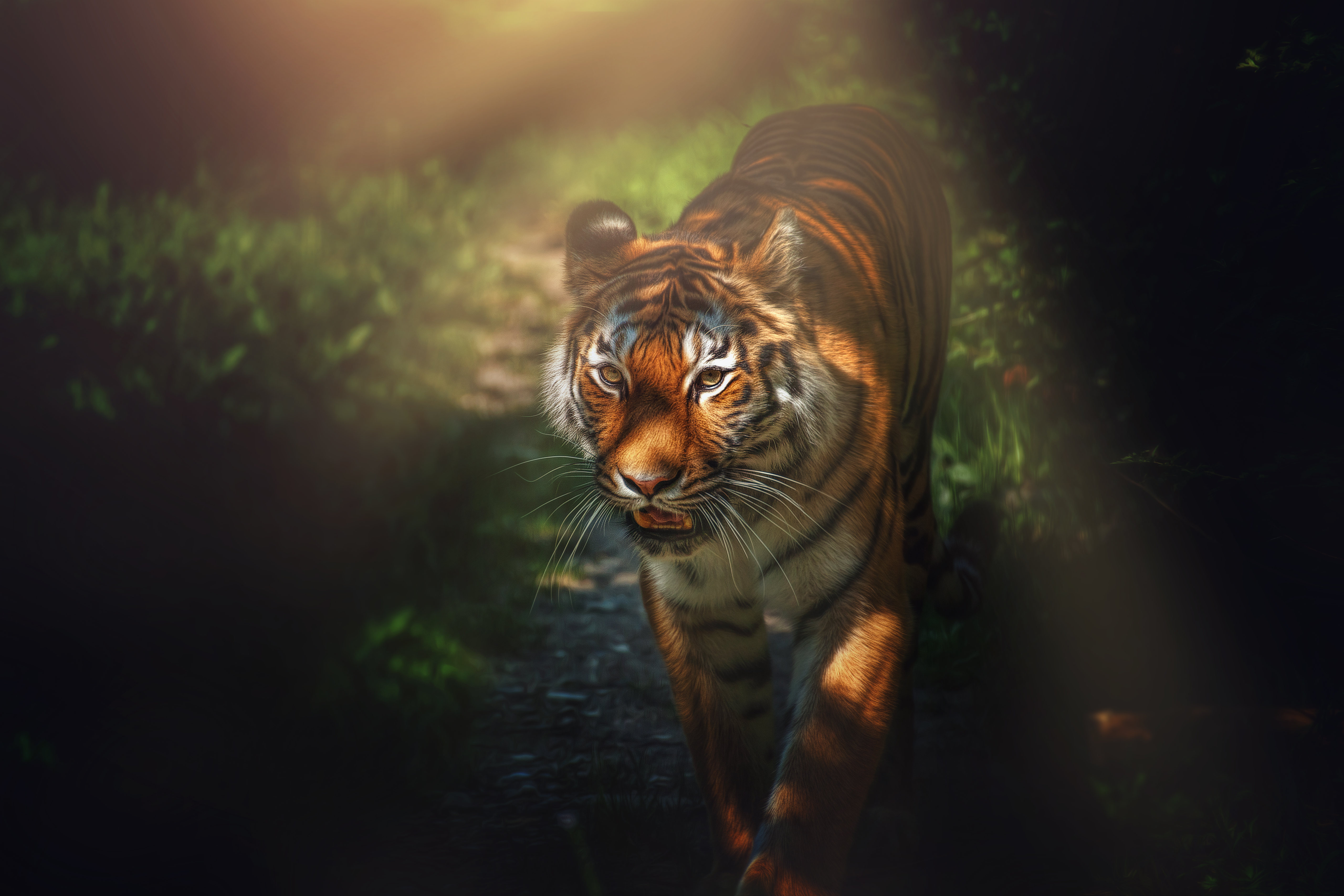 Tiger, Wildtier, Großkatze, Wald, Starrend, Raubtier, Fleischfresser, 5K