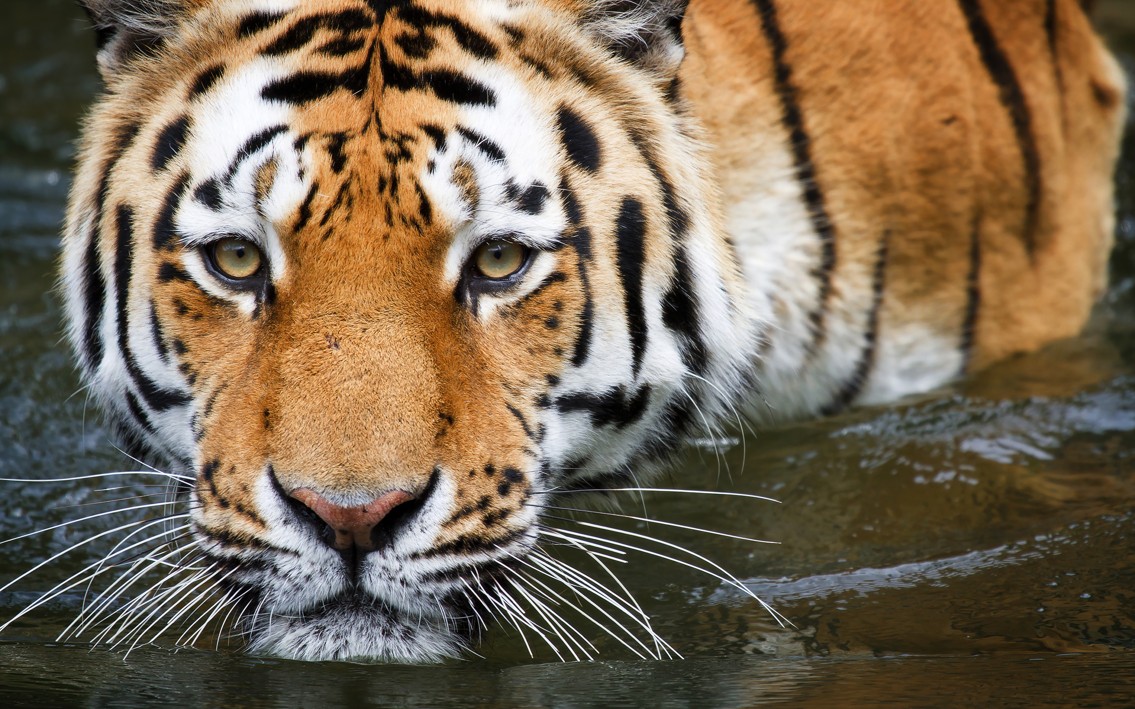 Tiger, Zoo, Tierwelt, Großkatze, Nahaufnahme, Wuppertal, Deutschland