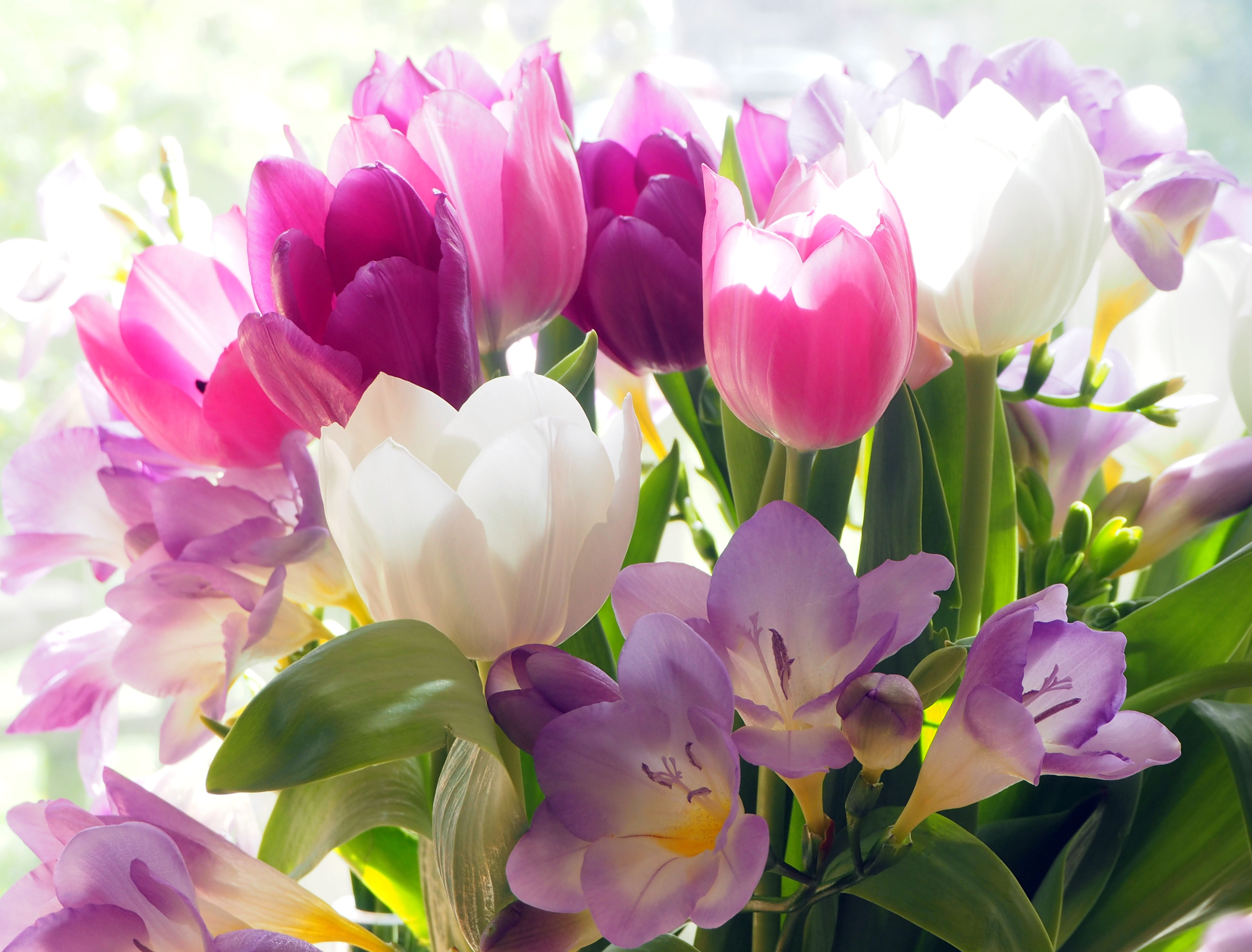 Tulpen, Krokusse, Farbenfroh, Strauß, 5K