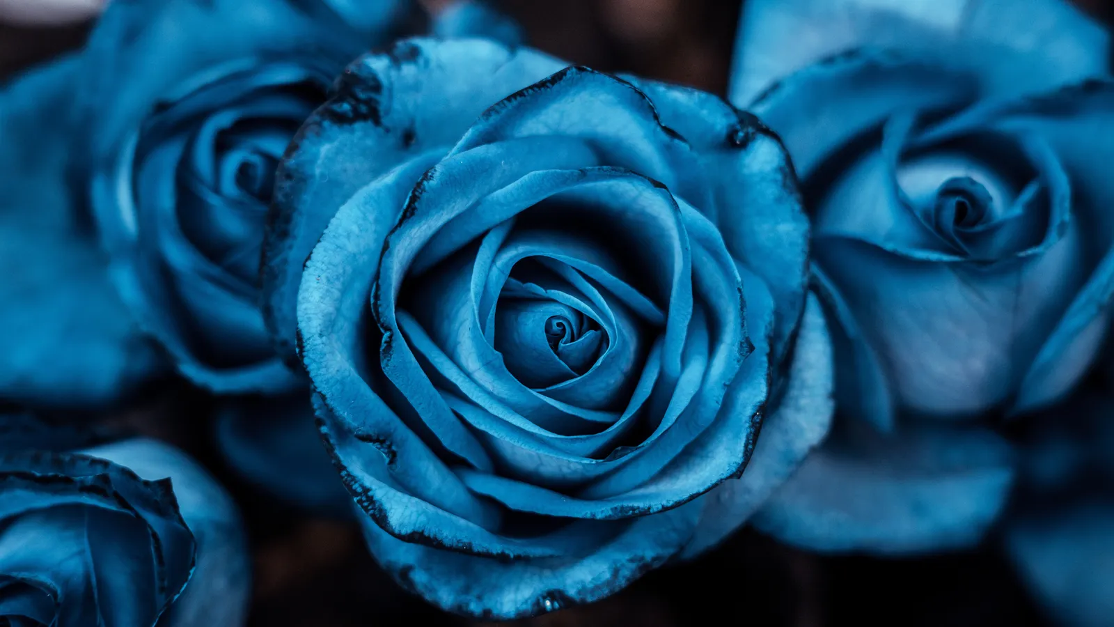 Rosenblüten