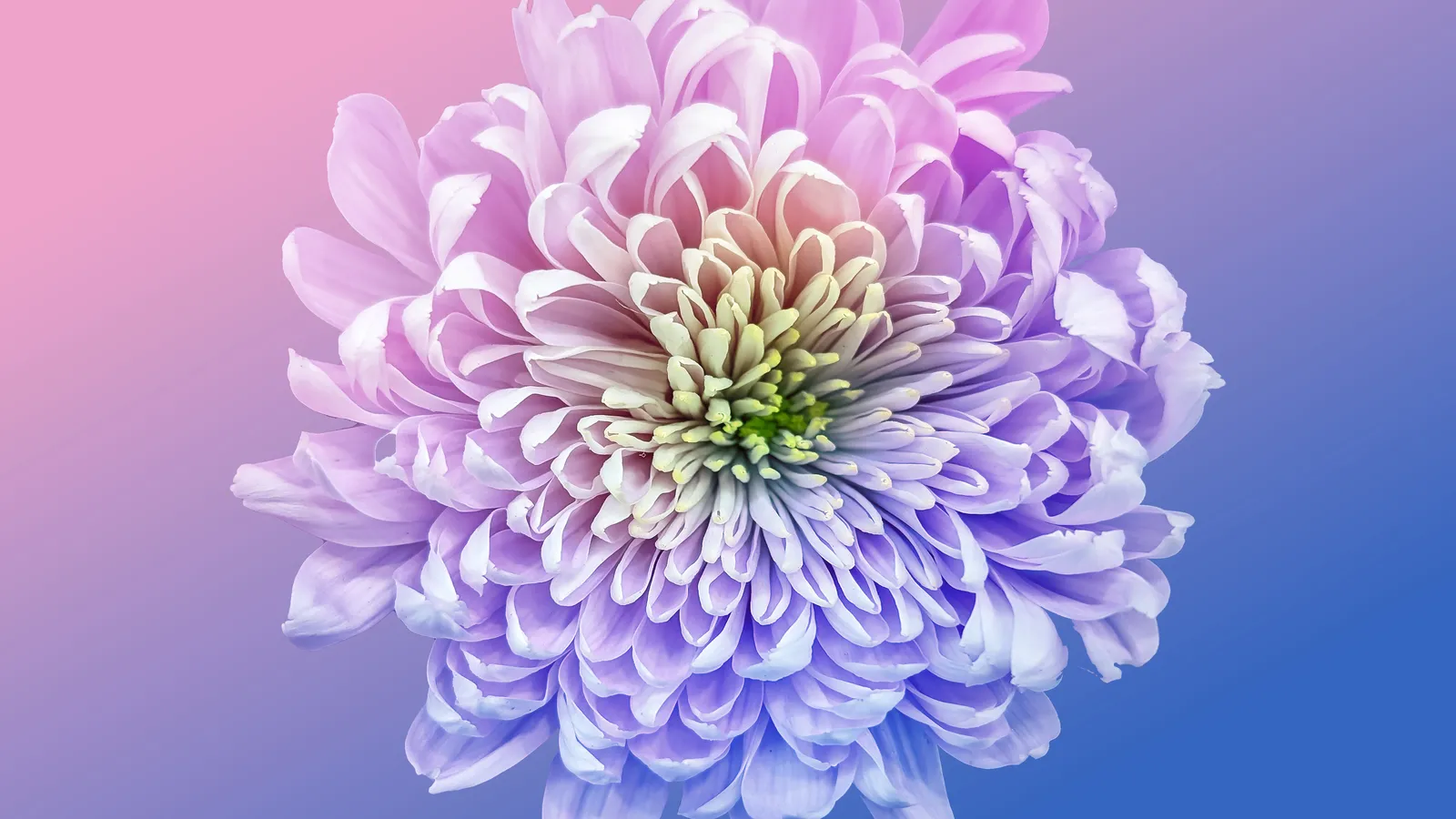Blumen