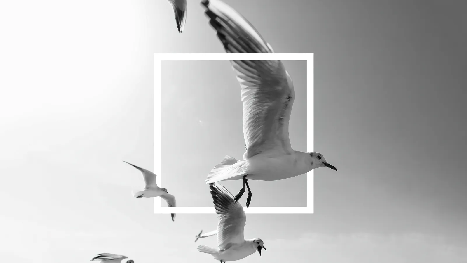 Vögel