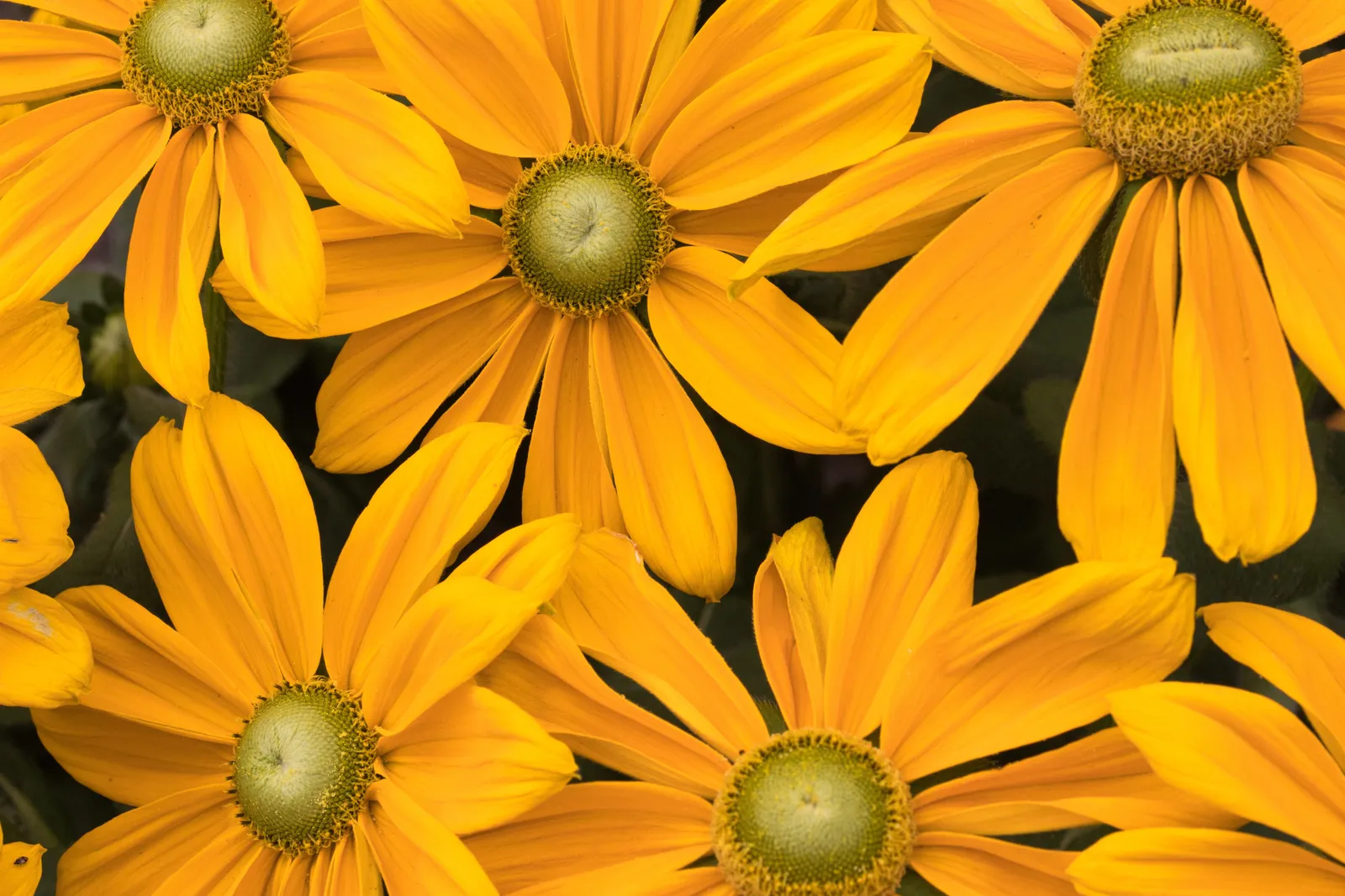 Gelbe Blumen