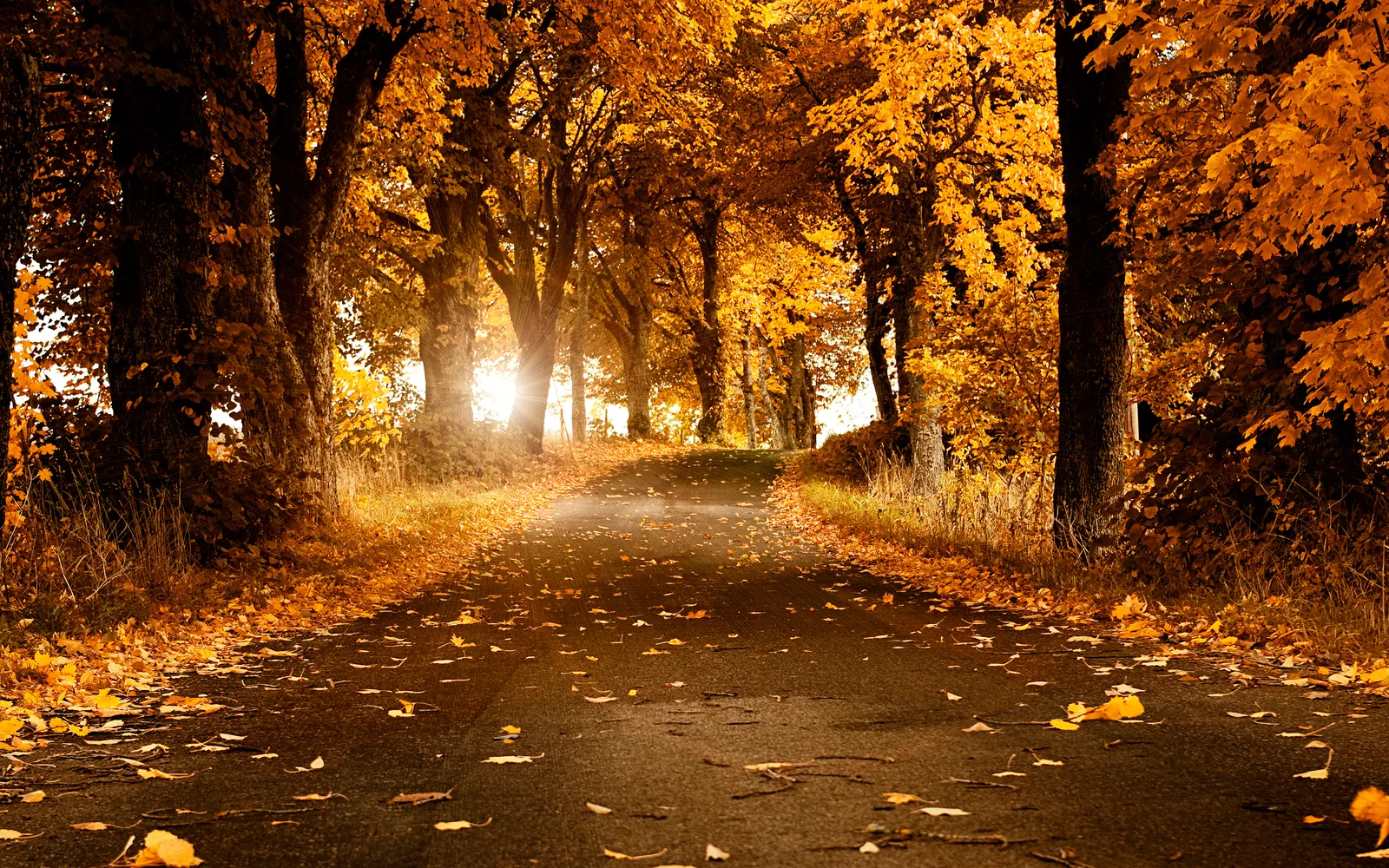 Herbstbäume