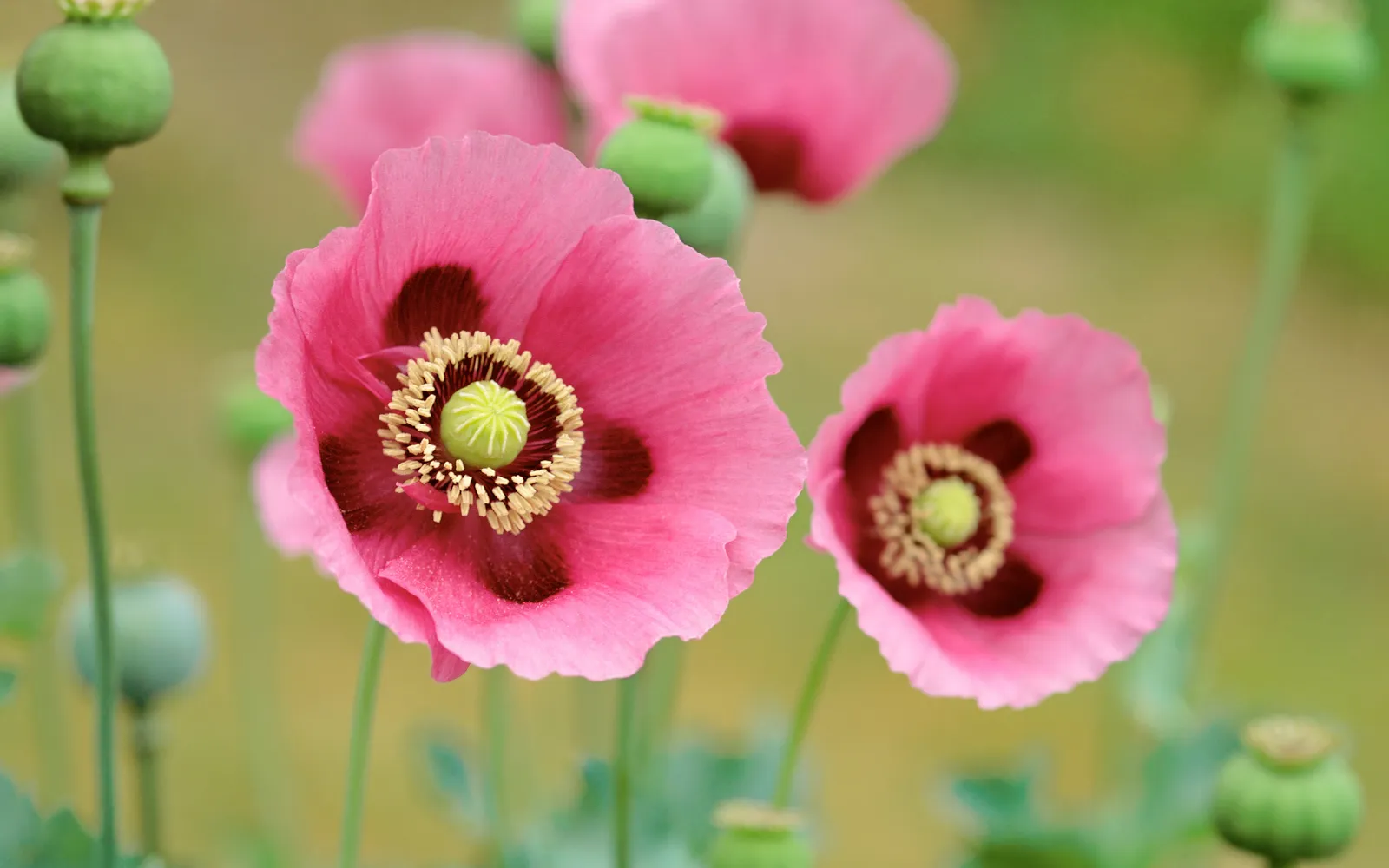 Mohnblumen