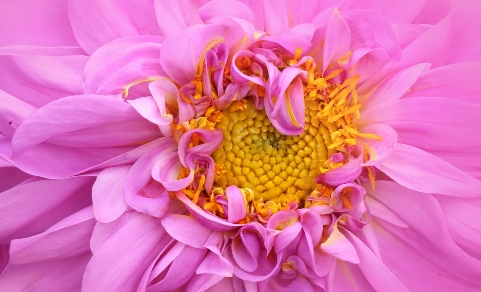 Rosa Dahlie