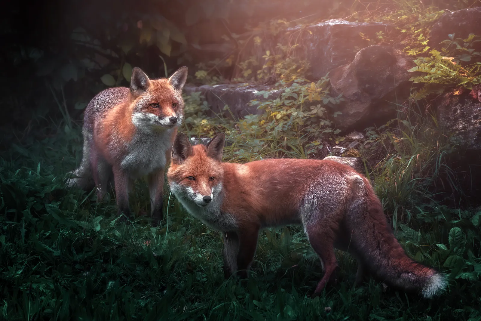 Wildtiere