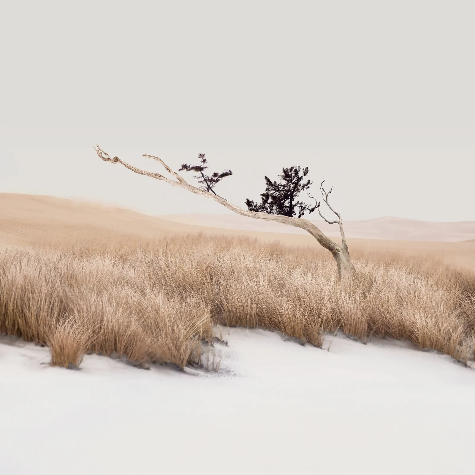 Gras