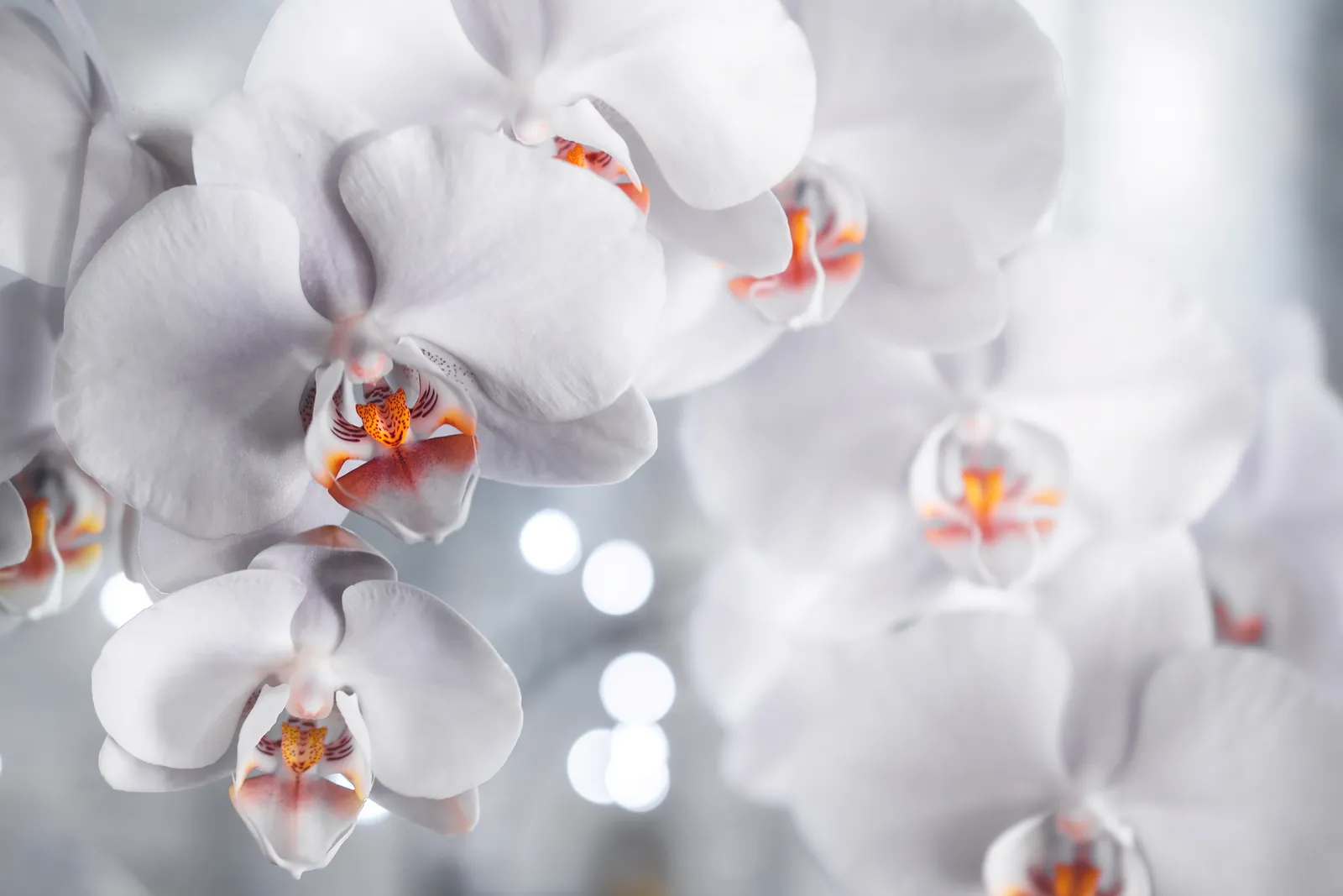 Orchideen