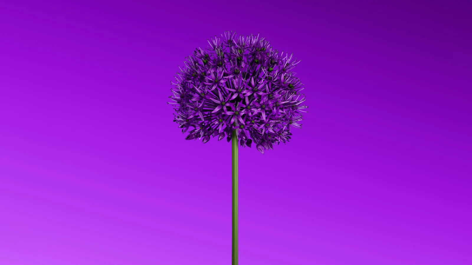 Lila Blume